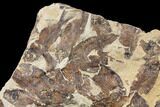 Fossil Fish (Gosiutichthys) Mortality Plate - Lake Gosiute #130017-3